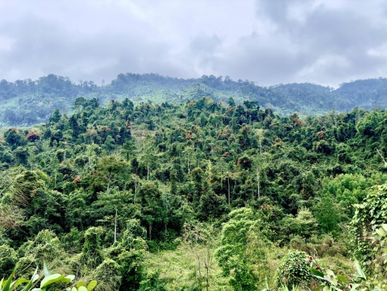 Liên kết giữa chính quyền và cộng đồng dân cư: Điểm sáng trong công tác quản lý, bảo vệ rừng và phát triển rừng